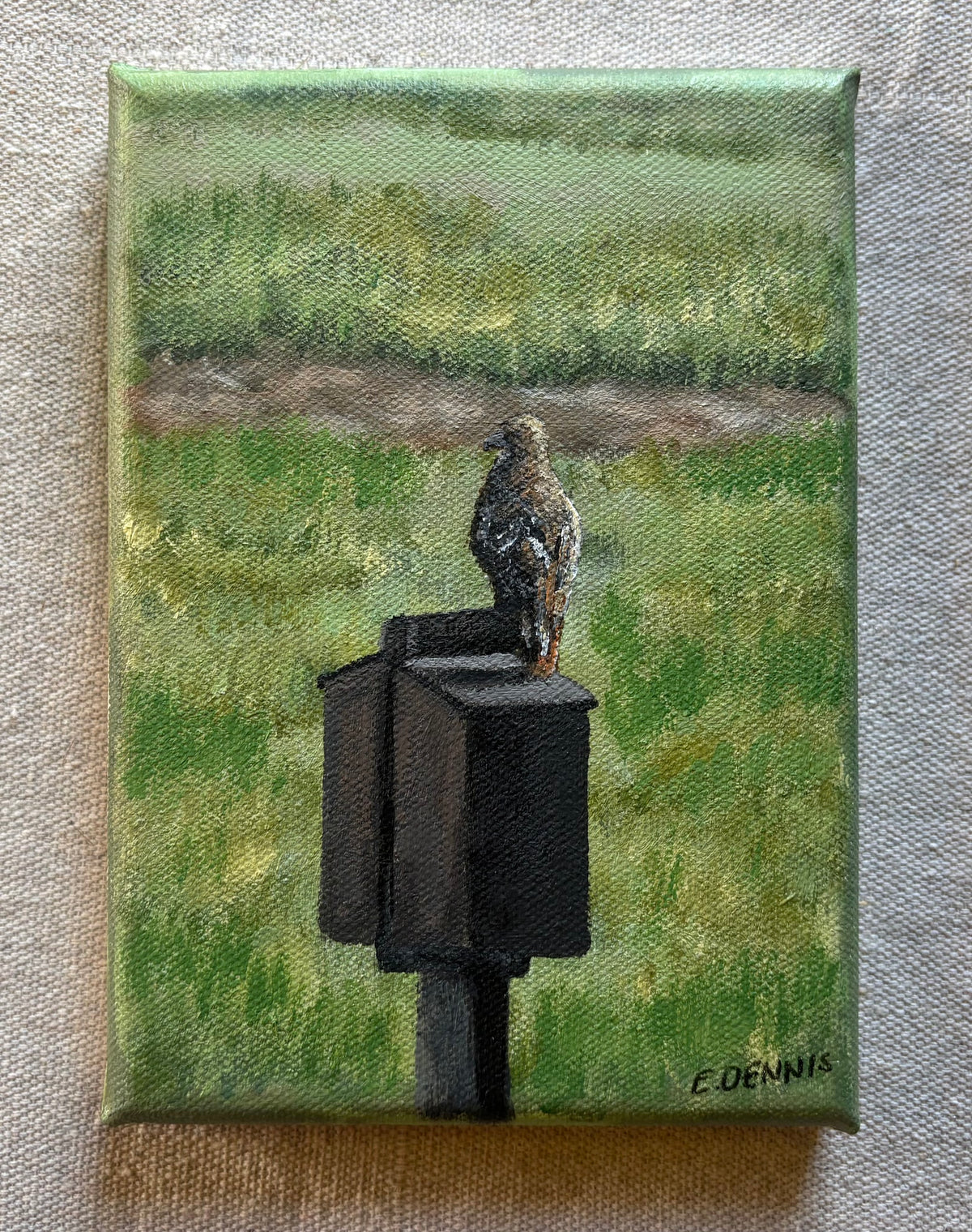 Red-Tailed Hawk